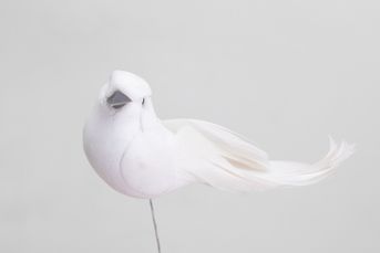 Vtáčik biely zápich