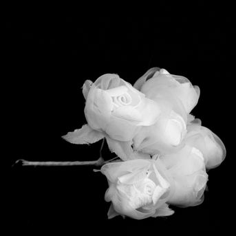Zväzok ružička biela